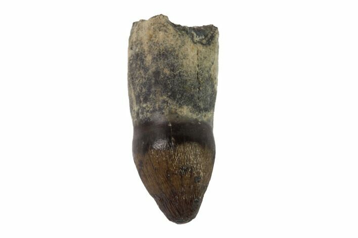 Rooted Alligatoroid (Brachychampsa) Tooth - Montana #97594